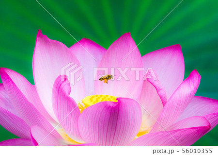 上野不忍池　蓮(ハス) 56010355