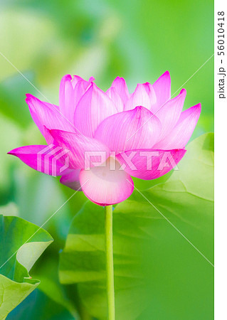 上野不忍池　蓮(ハス) 56010418