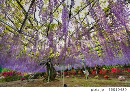 Wisteria flower 56010489