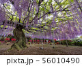 Wisteria flower 56010490