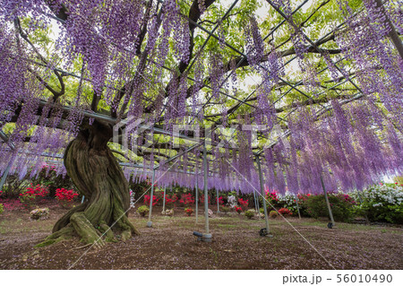 Wisteria flower 56010490