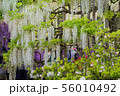 Wisteria flower 56010492