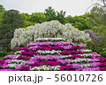 Wisteria flower 56010726