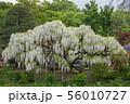 Wisteria flower 56010727