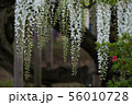 Wisteria flower 56010728