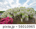 Wisteria flower 56010965