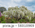 Wisteria flower 56010969
