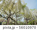 Wisteria flower 56010970