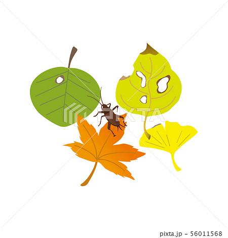 落ち葉とコオロギ 落ち葉とコオロギ 56011568