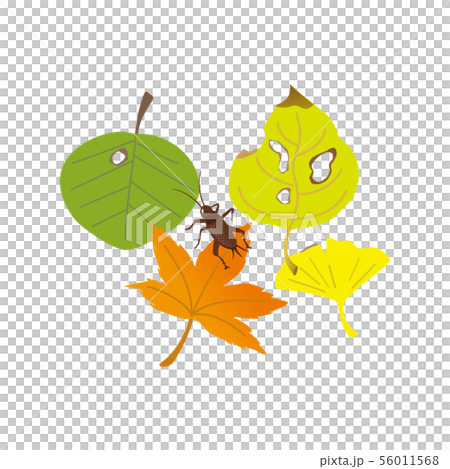 落ち葉とコオロギ 落ち葉とコオロギ 56011568