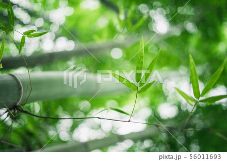 Fresh green bamboo and beautiful bokeh in the fore 56011693