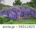 Wisteria flower 56011825