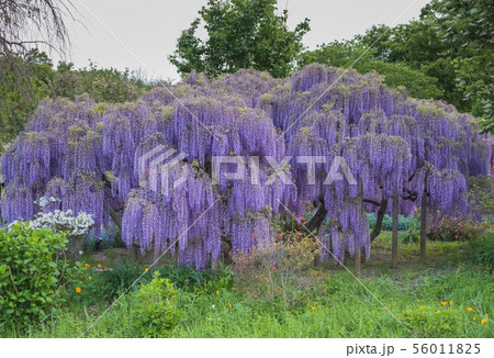 Wisteria flower 56011825