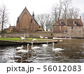 Swans in the city center of Brugge, Belgium 56012083