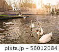 Swans in the city center of Brugge, Belgium 56012084