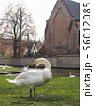 Swans in the city center of Brugge, Belgium 56012085