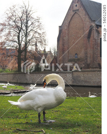 Swans in the city center of Brugge, Belgium Swans in the city center of Brugge, Belgium 56012085