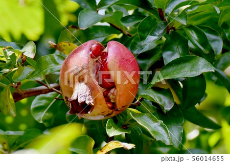 三鷹中原になるザクロの実 56014655