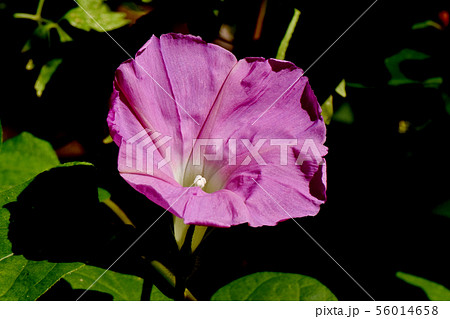 三鷹中原に咲くピンクのセイヨウヒルガオ 56014658