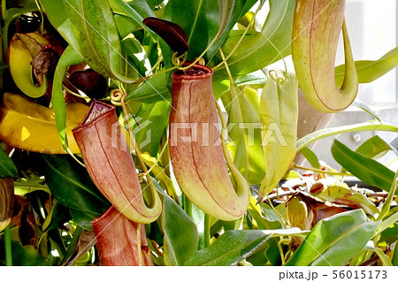 調布市の植物園に咲く食虫植物ウツボカズラの写真素材