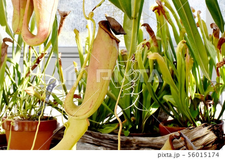 調布市の植物園に咲く食虫植物ウツボカズラ 56015174
