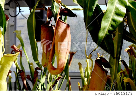調布市の植物園に咲く食虫植物ウツボカズラの写真素材