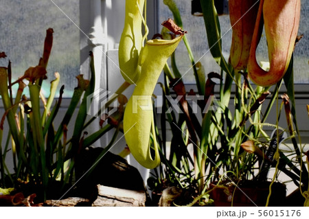 調布市の植物園に咲く食虫植物ウツボカズラ 調布市の植物園に咲く食虫植物ウツボカズラ 56015176