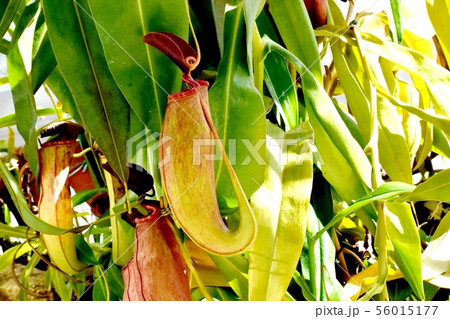 調布市の植物園に咲く食虫植物ウツボカズラ 56015177