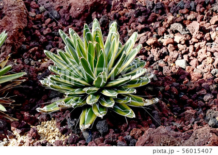 調布市の植物園に咲く多肉植物(リュウゼツラン属 ・笹の雪銀覆輪) 調布市の植物園に咲く多肉植物(リュウゼツラン属 ・笹の雪銀覆輪) 56015407