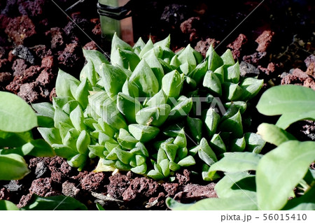 調布市の植物園に咲く多肉植物（ハオルチア・宝草） 56015410