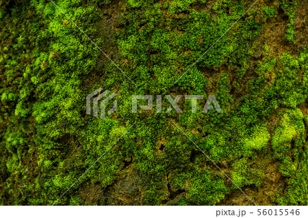 Macro of Green and Fresh Moss on the Tree Texture Macro of Green and Fresh Moss on the Tree Texture 56015546