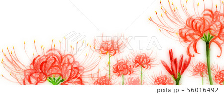 ブログ用ヘッダ画像ヒガンバナ 56016492