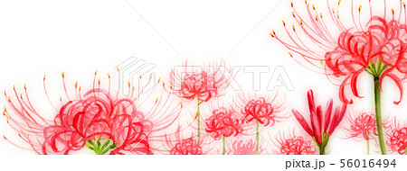 ブログ用ヘッダ画像ヒガンバナ 56016494