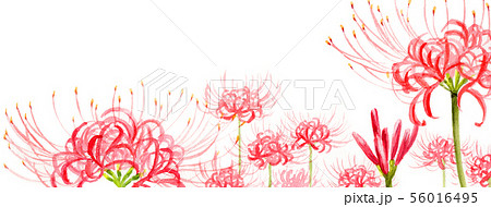 ブログ用ヘッダ画像ヒガンバナ 56016495