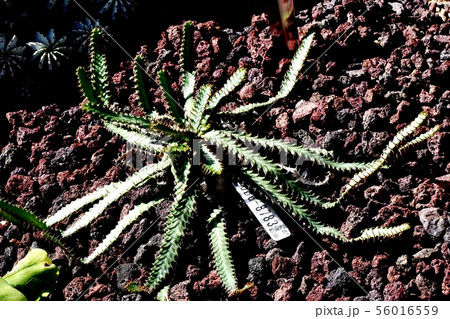 調布市の植物園に咲く多肉植物(飛竜)トウダイグサ科 調布市の植物園に咲く多肉植物(飛竜)トウダイグサ科 56016559