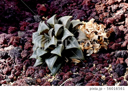 調布市の植物園に咲く多肉植物(ハオルチア・レツーサ) 調布市の植物園に咲く多肉植物(ハオルチア・レツーサ) 56016561