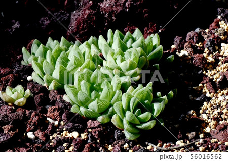 調布市の植物園に咲く多肉植物(ハオルチア・キンビフォルミス) 調布市の植物園に咲く多肉植物(ハオルチア・キンビフォルミス) 56016562