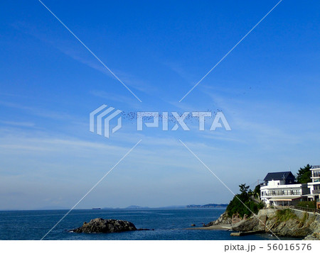 赤穂温泉のヒヨドリの舞 赤穂温泉のヒヨドリの舞 56016576