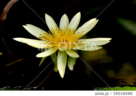 調布市の植物園に咲く黄色いスイレン 56016686