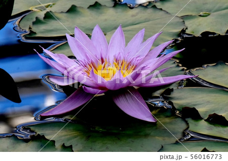 調布市の植物園に咲く紫色のスイレン 調布市の植物園に咲く紫色のスイレン 56016773