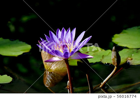 調布市の植物園に咲く紫色のスイレン 調布市の植物園に咲く紫色のスイレン 56016774