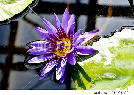 調布市の植物園に咲く紫色のスイレン 調布市の植物園に咲く紫色のスイレン 56016776