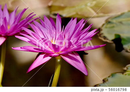 調布市の植物園に咲くピンクのスイレン 調布市の植物園に咲くピンクのスイレン 56016798