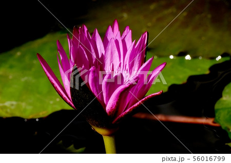 調布市の植物園に咲くピンクのスイレン 56016799