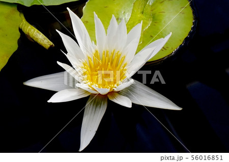 調布市の植物園に咲く白いスイレン 56016851