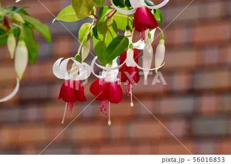 調布市の植物園に咲く赤と白のフクシア(ジョイ・パットモア) 調布市の植物園に咲く赤と白のフクシア(ジョイ・パットモア) 56016853
