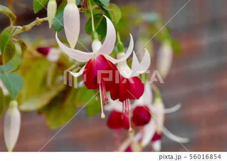 調布市の植物園に咲く赤と白のフクシア(ジョイ・パットモア) 調布市の植物園に咲く赤と白のフクシア(ジョイ・パットモア) 56016854