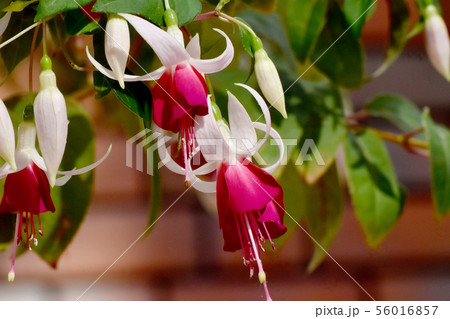 調布市の植物園に咲く赤と白のフクシア(ジョイ・パットモア) 調布市の植物園に咲く赤と白のフクシア(ジョイ・パットモア) 56016857