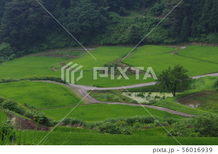 蓬平の棚田 56016939