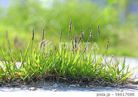 野生の花 芝生 花の写真素材